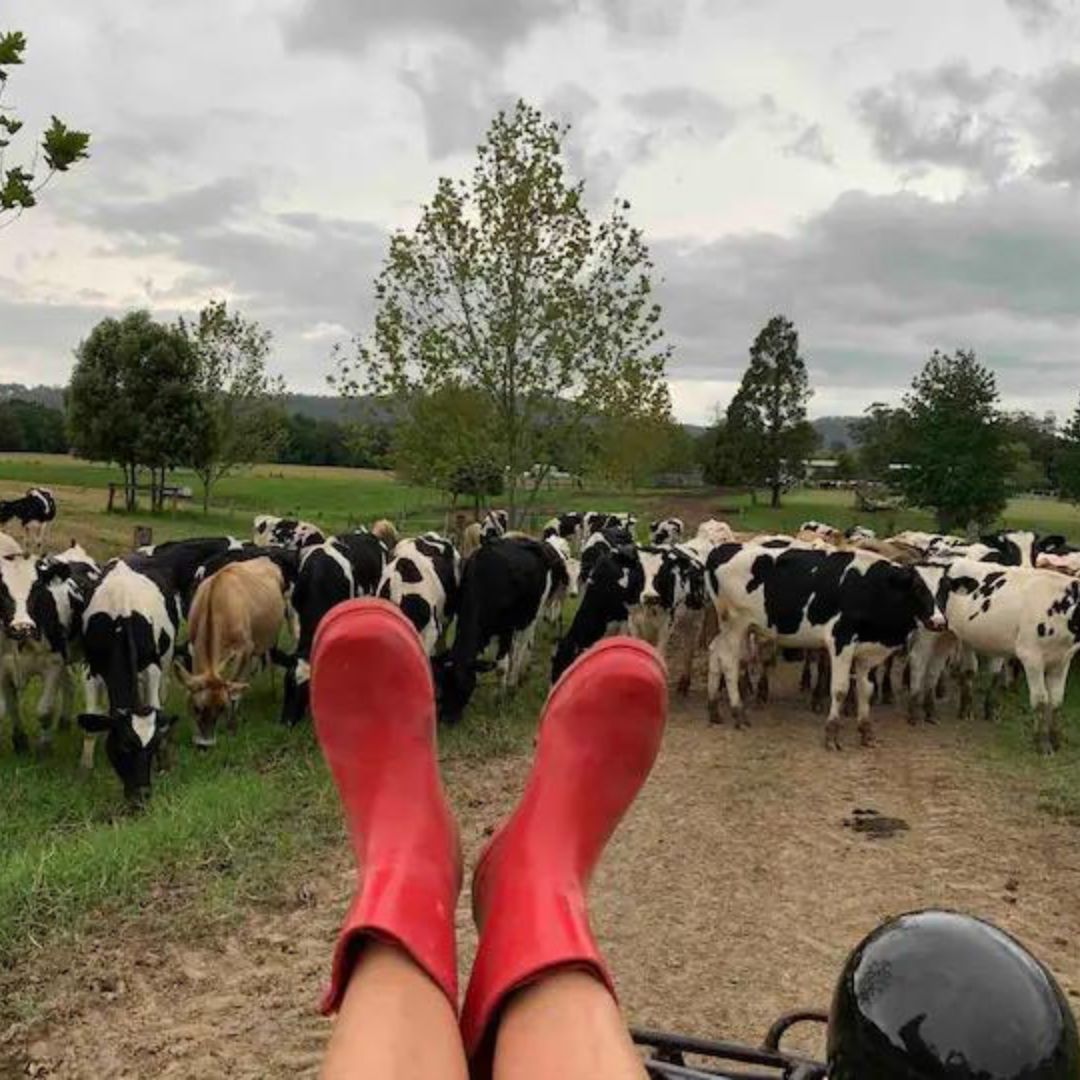 Traffic jam of cows