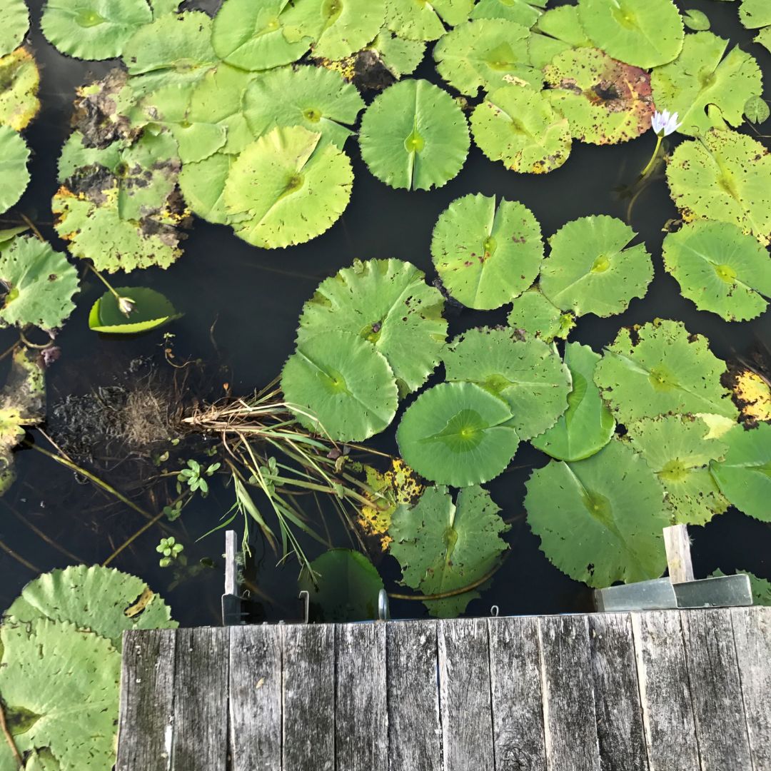 Water Lillies