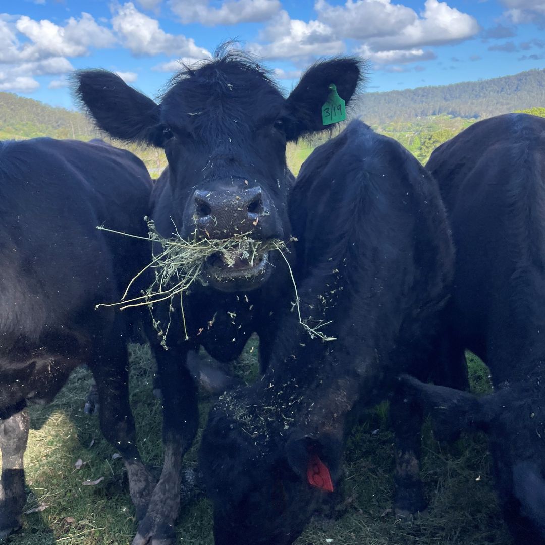 Cow eating grass