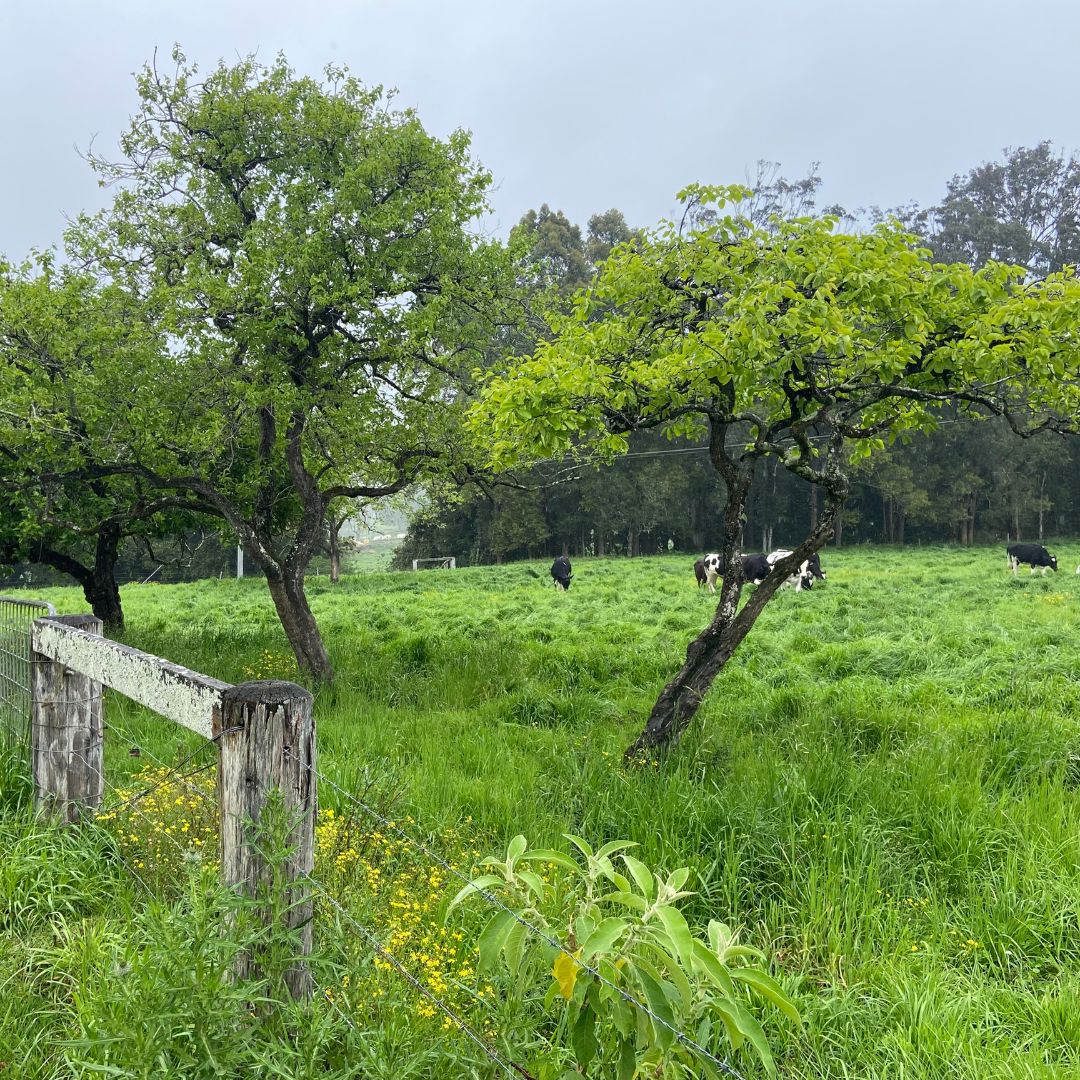 Cows grazing