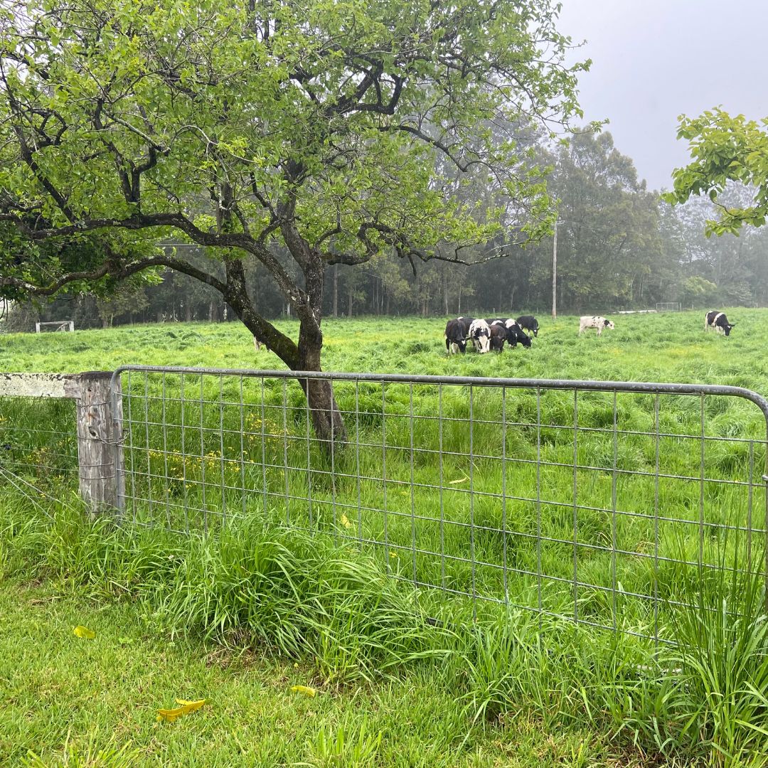 Farm fence with cows grazing
