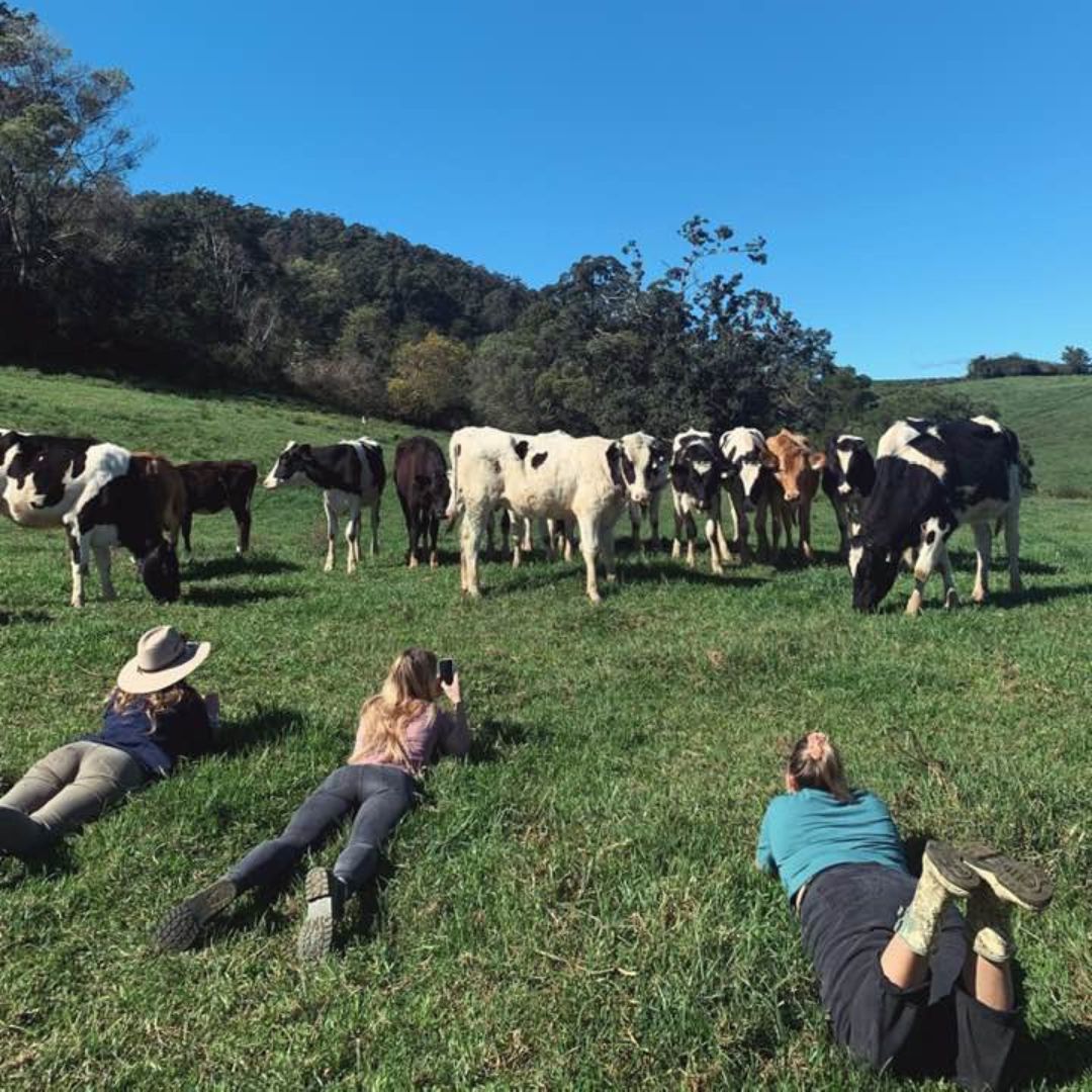 Teenagers taking photos of cows