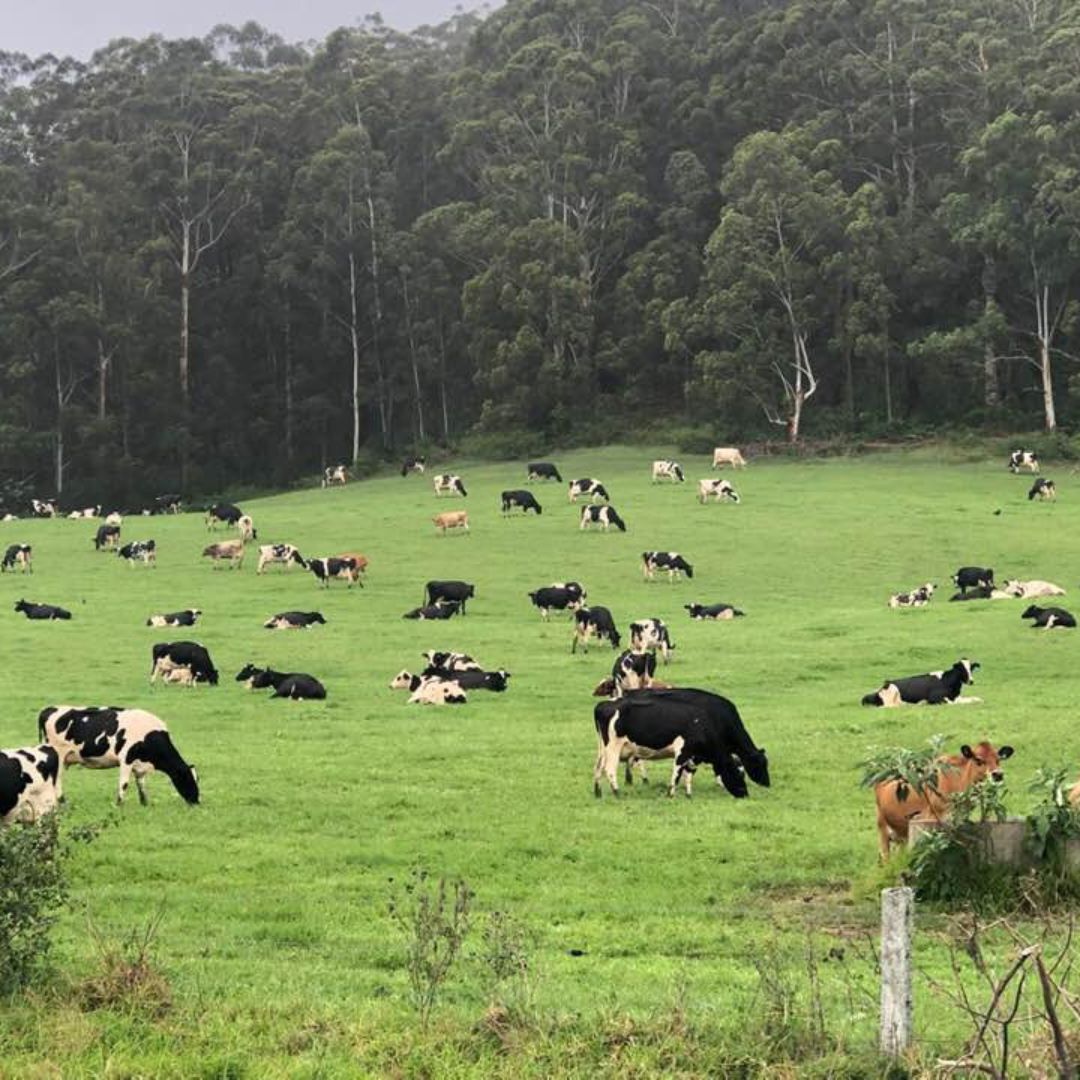 Cows grazing at 1328 farms