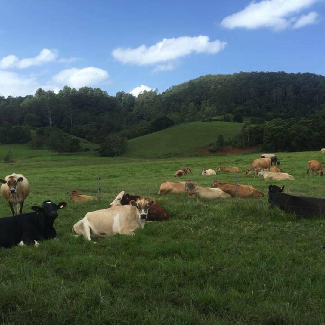 Cows at 1328 Farms